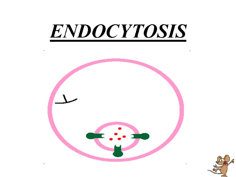 ENDOCYTOSIS